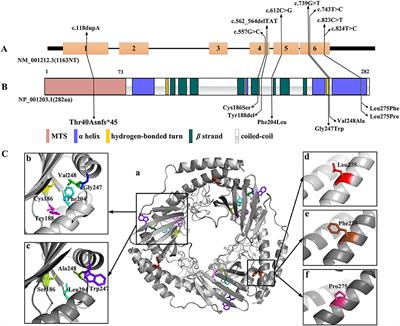 Complement C1q Binding Protein (C1QBP): Physiological Functions, Mutation-Associated Mitochondrial Cardiomyopathy and Current Disease Models